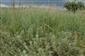 Artemisia pontica v poraste