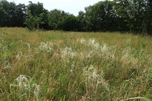 Stipa joannis v poraste