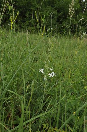 Ornithogallum brevistylum v poraste