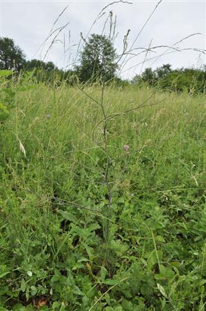 Trinia ramosissima v poraste