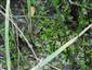 spoločenstvo Lemna minor a Spirodela polyrhiza