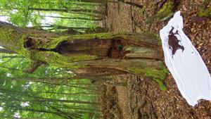 TMP, strom s nálezom pobytových znakov drhu