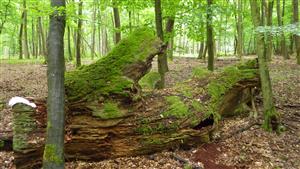 TMP, padnutý dub s pozitívnym nálezom Prostomis mandibularis