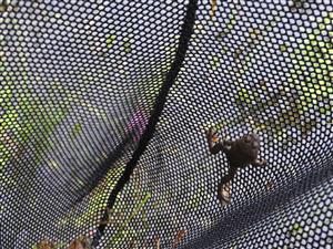 Bombina variegata