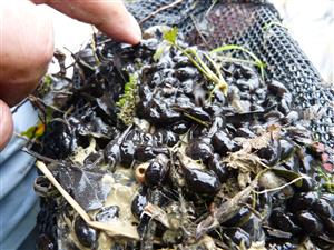 Bufo bufo juv.