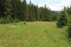 Záber na monitorovaný biotop.