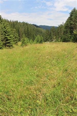 Záber na monitorovaný biotop.