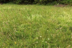 Záber na monitorovaný biotop.