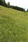 Suchomilné travinnobylinné a krovinové porasty na vápnitom podloží (*dôležité stanovištia Orchideaceae) (8.7.2018)
