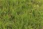 Suchomilné travinnobylinné a krovinové porasty na vápnitom podloží (*dôležité stanovištia Orchideaceae) (8.7.2018)