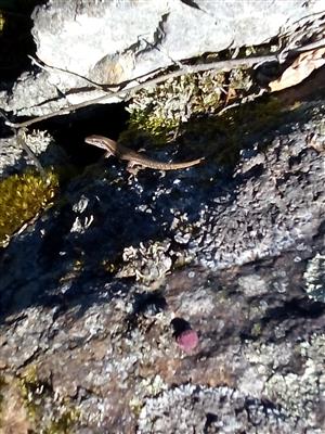 Podarcis muralis