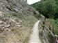 jašterica múrová (5.7.2018)