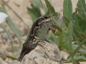 Lacerta muralis