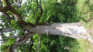 TMP1, strom s pobytovými znakmi