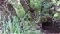 pohľad na výskytový biotop Lutra lutra, trus, polýhavý kmeň Salix alba, TML, PP Potok Chrenovka, foto:12.7.2018, J.Lengyel