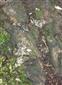 pohľad na trus Lutra lutra, kmeň Salix alba, TML, PP Potok Chrenovka, foto: 12.7.2018, J.Lengyel