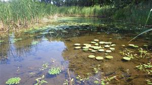 TML, interiér JV časti s dokladovaným výskytom druhu