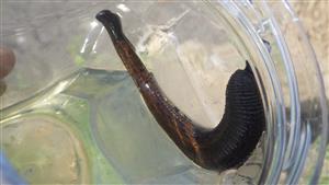 TMP (H. medicinalis)