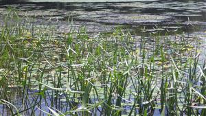 TML (interiér ramena plesiopotamal)