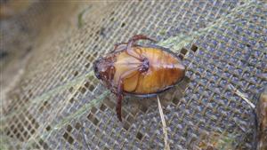 TML (G. bilineatus)