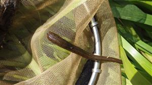TMP (H. medicinalis)