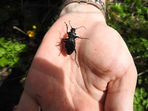 Carabus variolosus