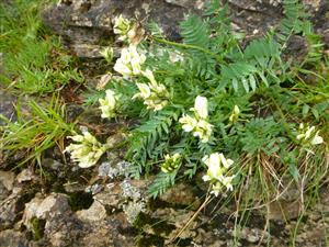 Oxytropis campestris subsp. tatrae v lezeckej stene