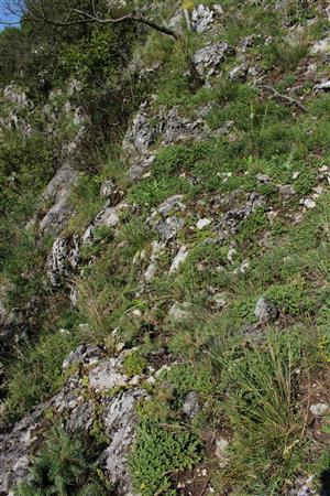 Záber na monitorovaný biotop.