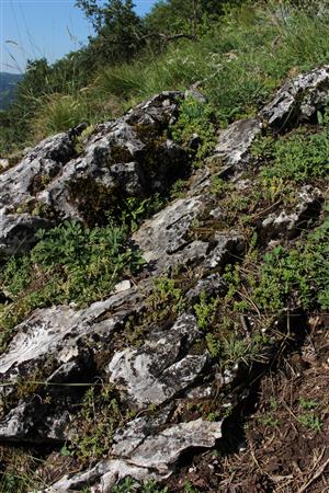 Záber na monitorovaný biotop.