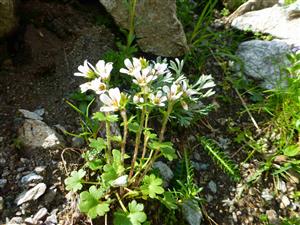 Saxigraga carpatica