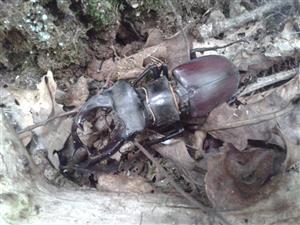 Lucanus cervus - uhynutý samec