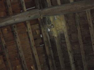 kolónia Plecotus austriacus