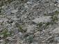 Karbonátové skalné sutiny alpínskeho až montánneho stupňa (20.7.2018)