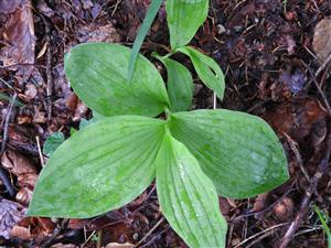 Sterilný jedinec Cypripedium calceolus