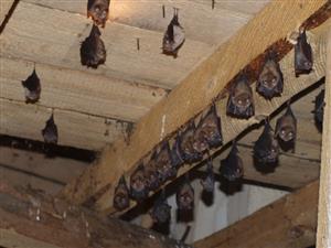 kolónia Rhip Domaniža