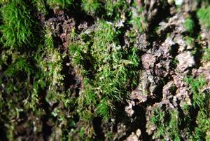 Dicranum viride na TMP2