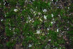 Dicranum viride na TMP6