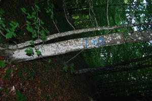 TMP13