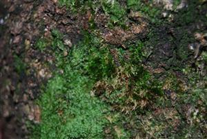 Dicranum viride na TMP16