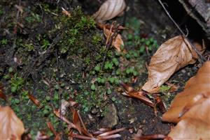 Mannia triandra na TMP1