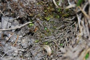 Mannia triandra na TMP6