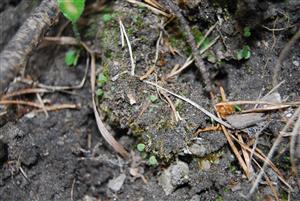Mannia triandra na TMP10
