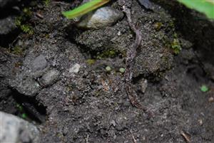 Mannia triandra na TMP9