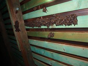 kolónia Myotis emarginatus Slopná