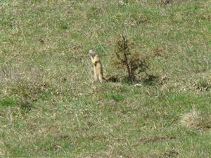 Silická planina, lokalita Pri modrej značke