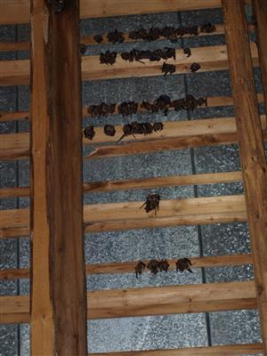 kolónia Myotis myotis Lazy pM