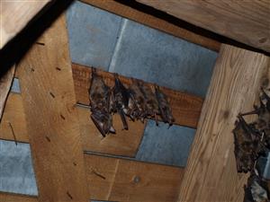 kolónia Myotis myotis v kostole Lysá pM