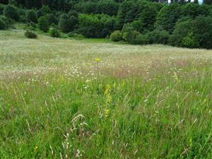 opustená časť biotopu