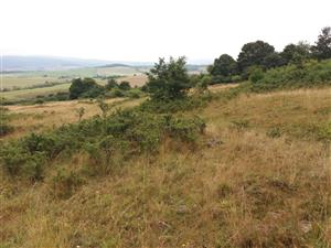 časť plochy je v sukcesii