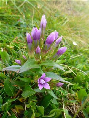 Gentianella lutescens subsp. Tatrae